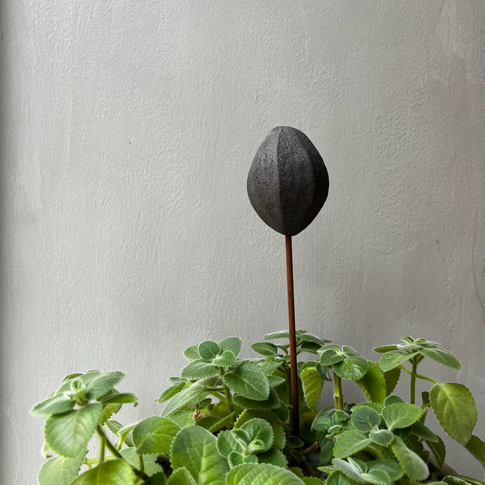 Fröform till växt, svart