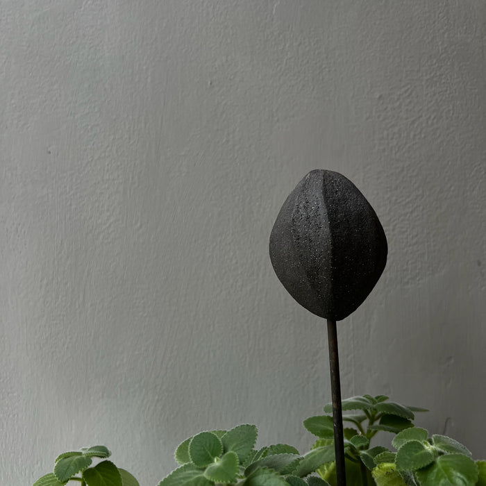 Fröform till växt, svart