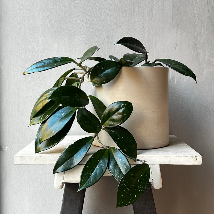 Pot, black large and small