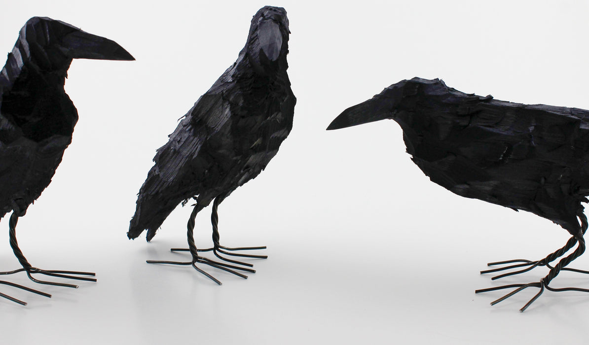 Crow bird, large